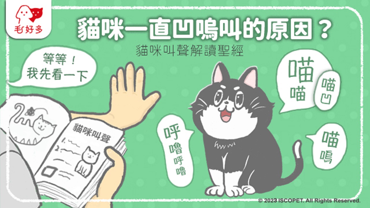 年紀輕輕就出來兼職打工嗎？寶寶被兩隻可愛的小奶貓守護著～, image size:1280x720