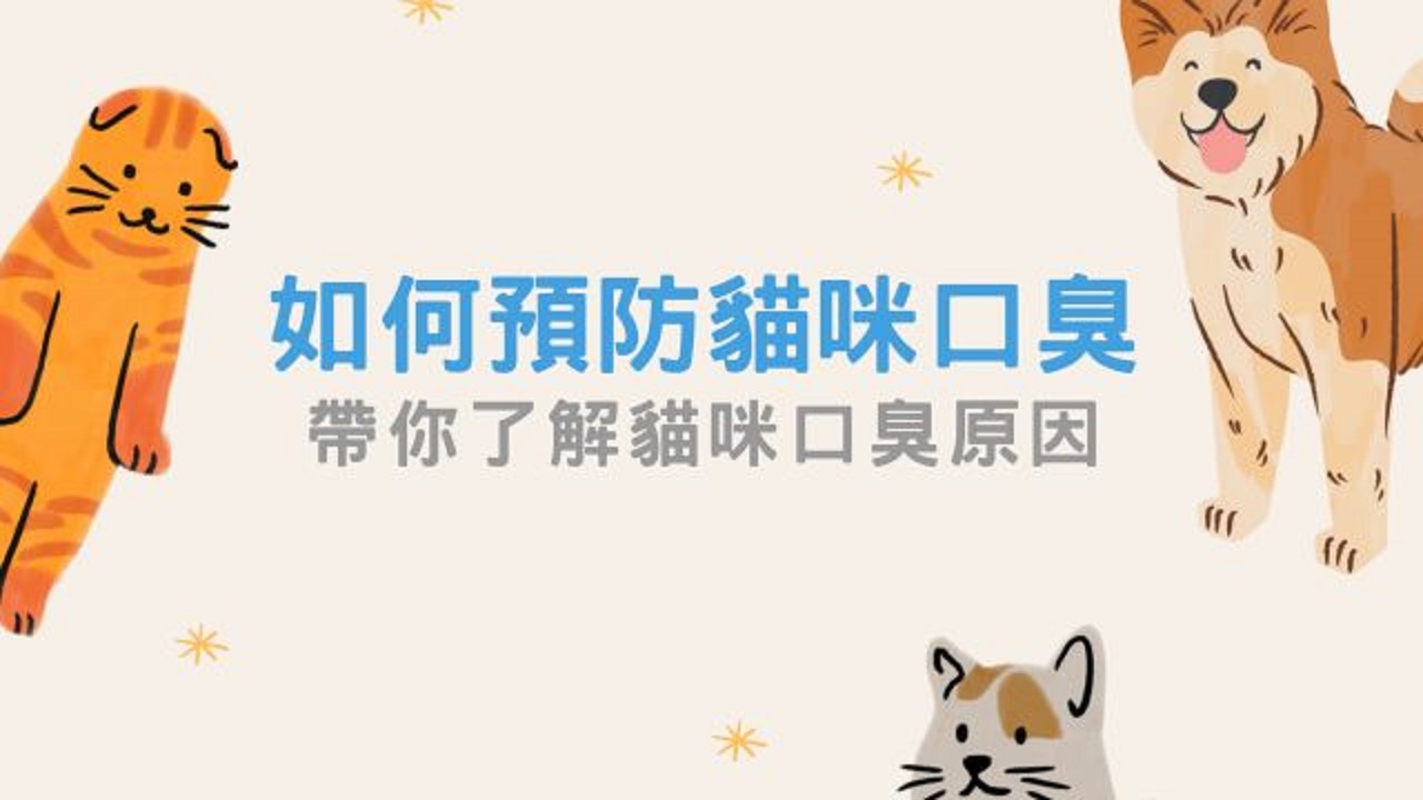 猫咪有19种叫声？来自人猫沟通学的研究-虎嗅网, image size:1280x720