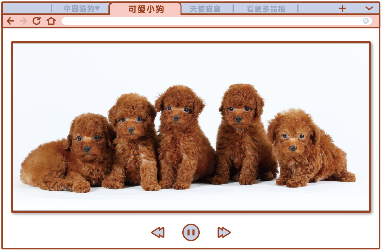 中圓寵物家族【待售可愛品種貓狗】│台北桃園合法寵物店