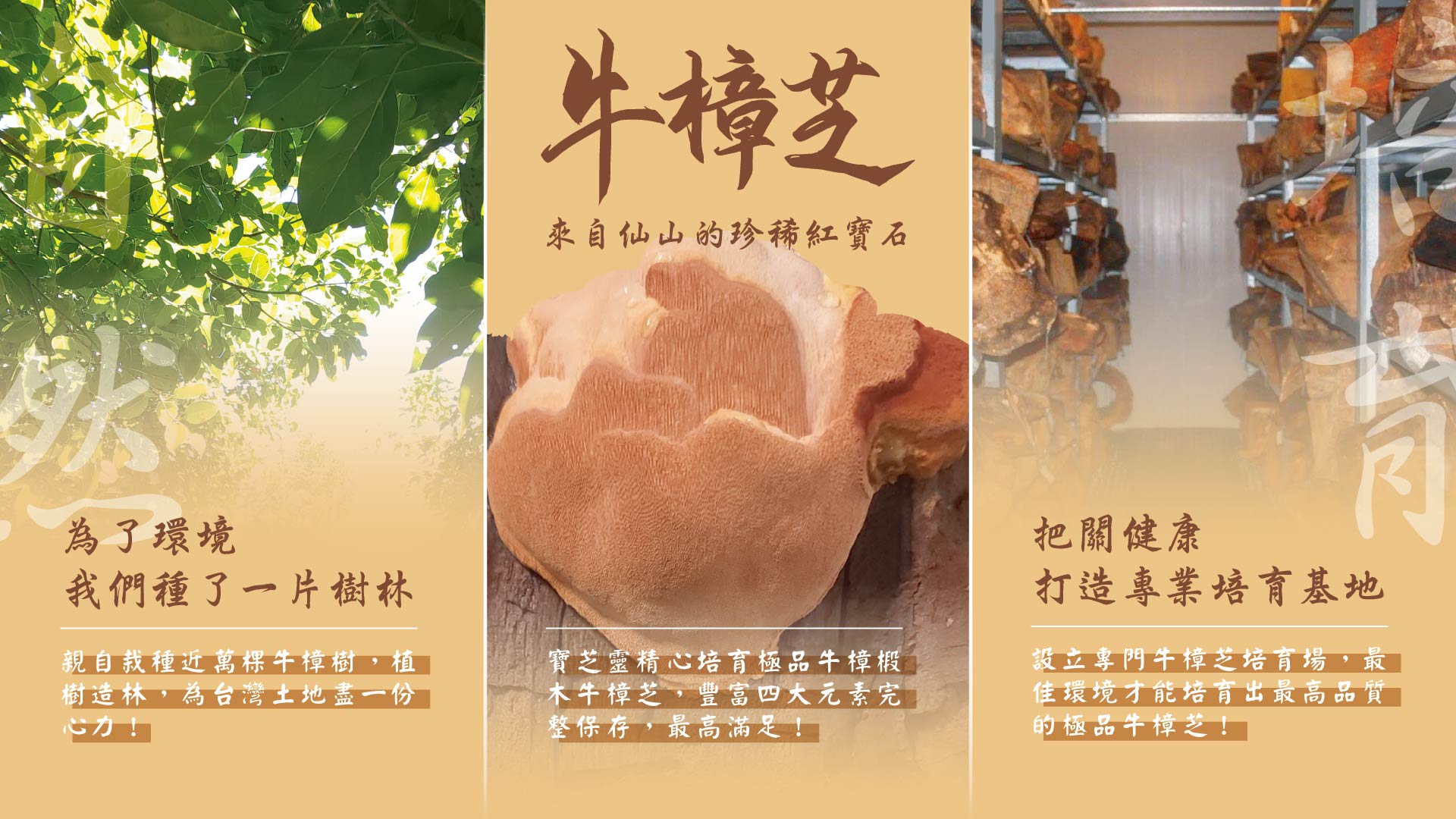 芝培育場和牛樟樹林，最讓您安心的牛樟芝專業品牌寶芝靈牛樟芝自有牛樟