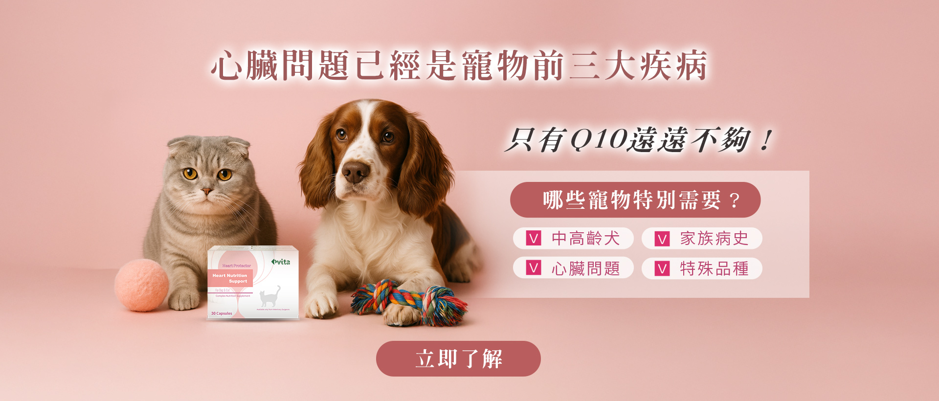IVITA 心安寵物營養品宣傳圖，粉色背景中有一隻貓與狗並排坐著，前方擺放產品包裝盒。文案主題為心臟健康守護，強調 Q10 與營養補充的重要性，適合中高齡犬貓或特別需要活力維持的毛孩。