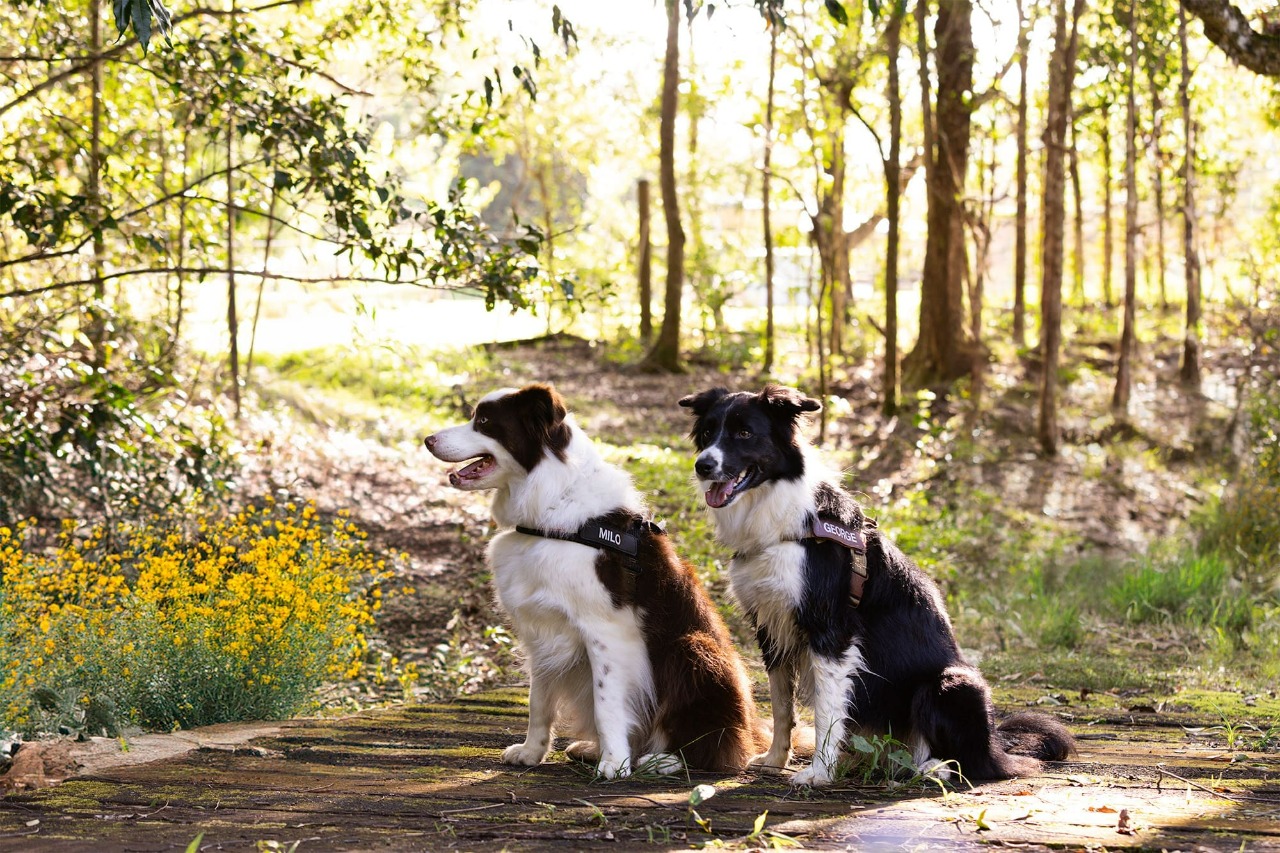 北部帶狗狗一日遊好去處都在這！台北／新北寵物戶外、室內景點攻略, image size:1280x853
