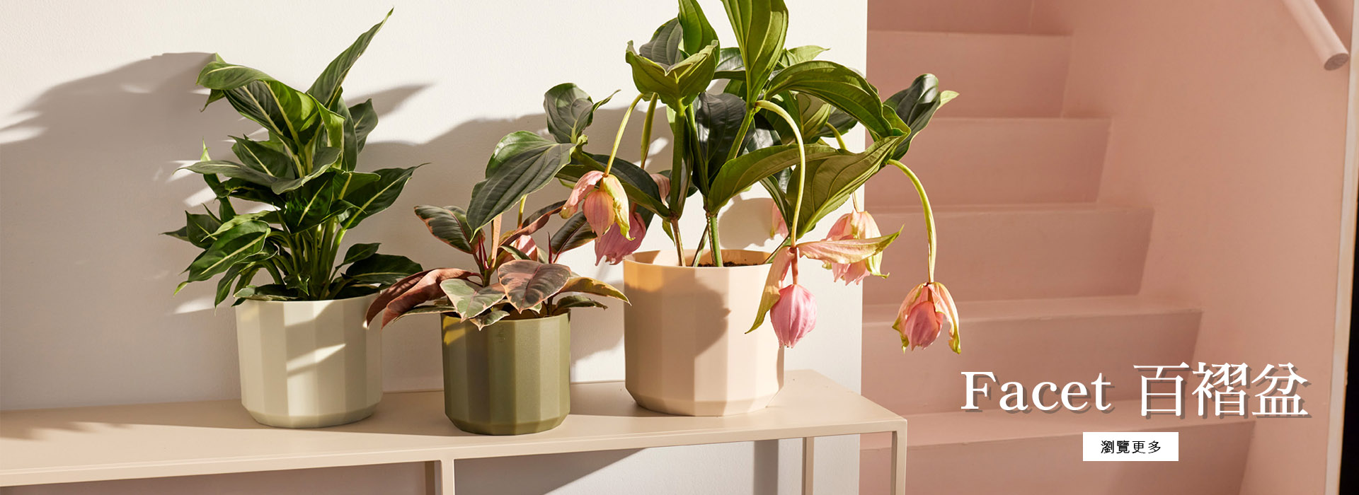facet 百褶盆