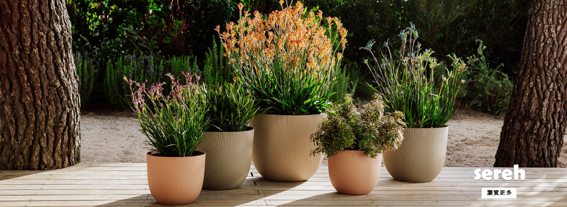 elho sereh 水波紋圓盆